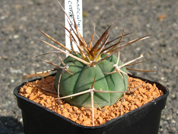 Gymnocalycium cardenasianum