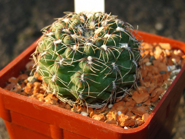 Gymnocalycium stellatum