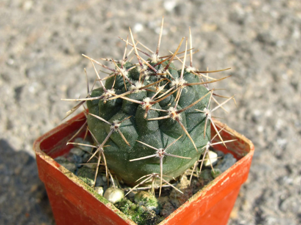 Gymnocalycium striglianum STO 684