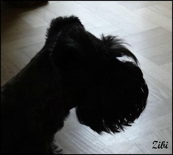 Zibi #champion #pies #przyjaciel #sznaucer