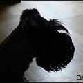 Zibi #champion #pies #przyjaciel #sznaucer