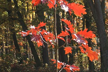kolory jesieni #autumn #jesień #las #oak #przyroda #wood