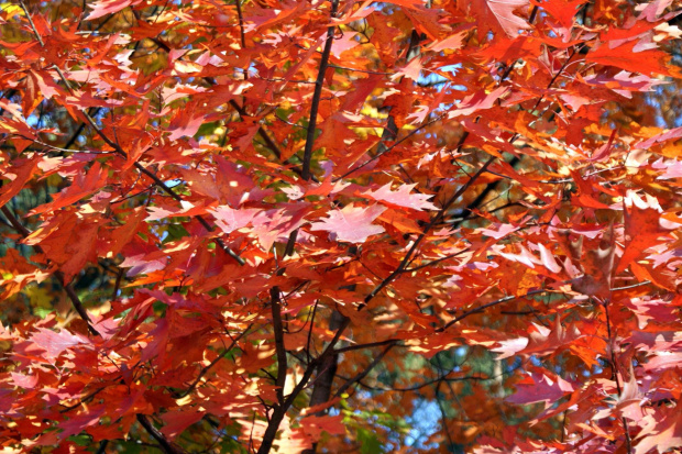 kolory jesieni #autumn #jesień #las #oak #przyroda #wood