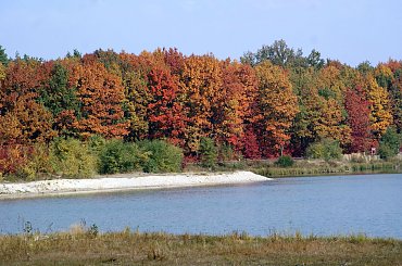 kolory jesieni #autumn #jesień #las #oak #przyroda #wood