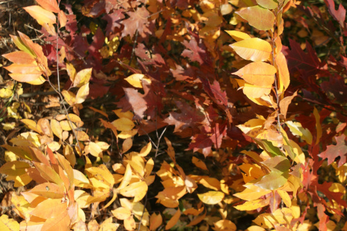 kolory jesieni #autumn #jesień #las #oak #przyroda #wood