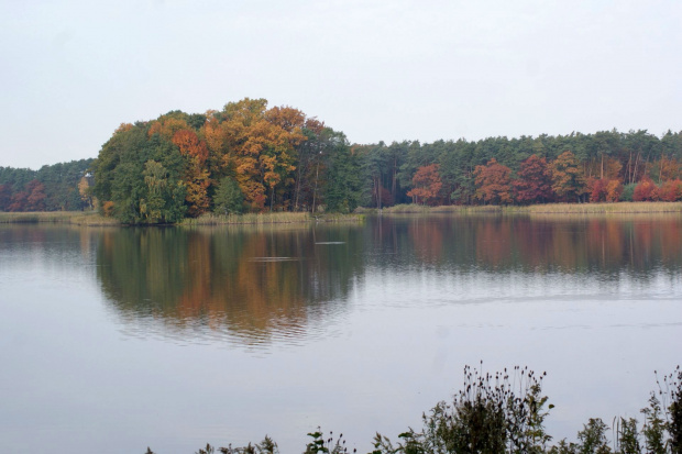 kolory jesieni #autumn #jesień #las #oak #przyroda #wood