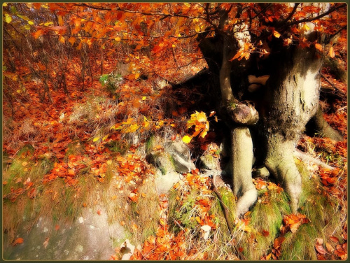 Las przy Srebrnej Drodze (szlaku fioletowym) z Przełęczy Walimskiej na Przełęcz Sokolą #DolnyŚląsk #drzewa #flora #góry #GórySowie #jesień #las #PrzełęczSokola #PrzełęczWalimska #SrebrnaDroga #Sudety #SzlakFioletowy #WielkaSowa #skały