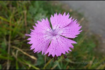 #MassinoVisconti #SanSalvador #Sanktuarium #Włochy