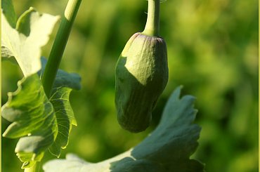 Pąk maku #Mak #pąk #kwiat