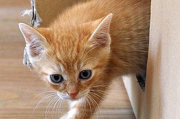 #Kociaki #koty #kotki