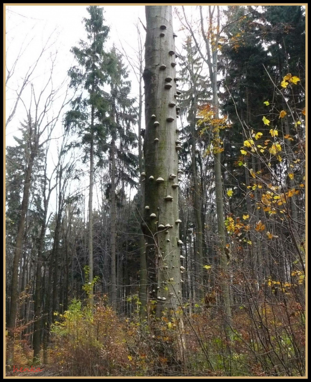 napotkane drzewo #GóraChełmiec
