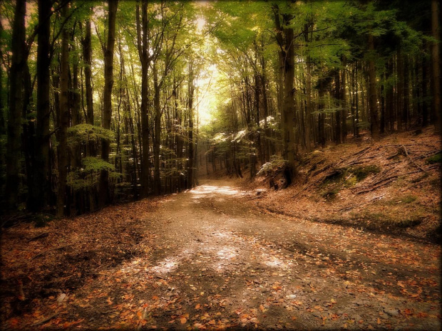 Leśna droga w okolicy Przełęczy Woliborskiej #DolnyŚląsk #drzewa #góry #GórySowie #las #PrzełęczWoliborska #przyroda #Sudety