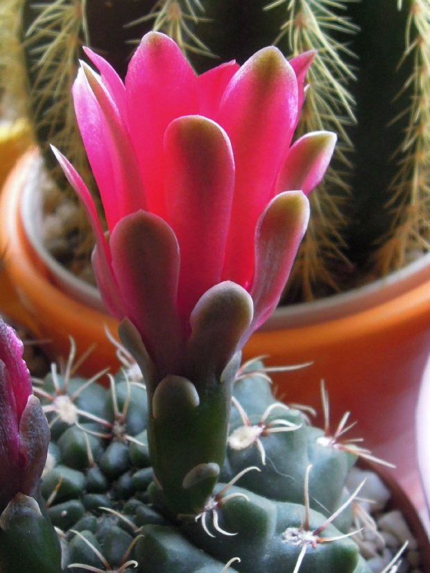 Gymnocalycium baldianum