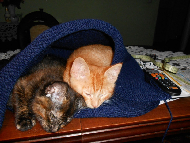 Moje mruczaki ! #koty #pomoc #sweter