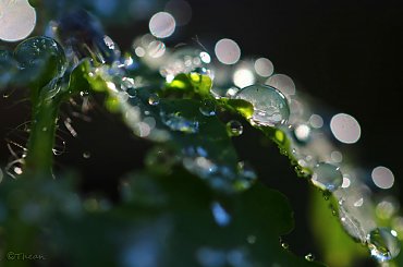 kropelkowo #liście #natura #rosliny