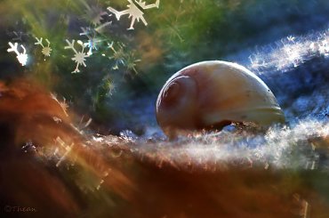 Muszelka #muszla #makro #bokeh #gwiazdki