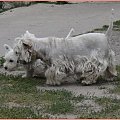 U Gosi #pies #podwórko #sznaucer #westie #wieś