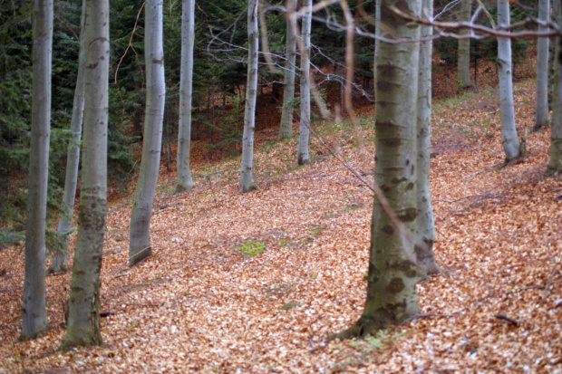 Brzanka, Pogórze Ciężkowickie, Karpaty #góry #Karpaty #Pogórze