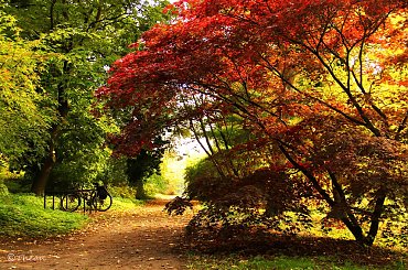 Rowerowo ... #koło #kwiaty #łąka #opona #rower
