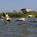 Senegal