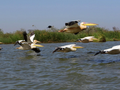 Senegal