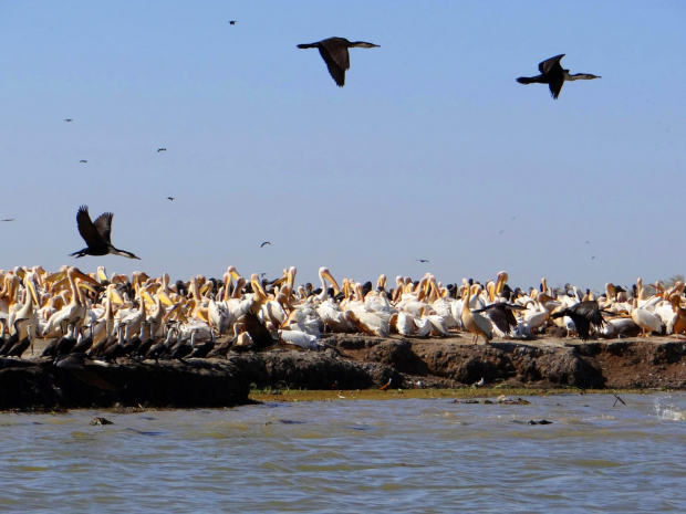 Senegal