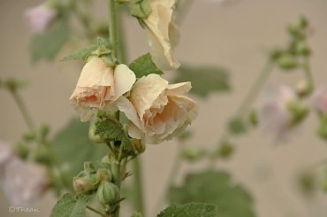 Malwy .... #kwiaty #lato #malwy