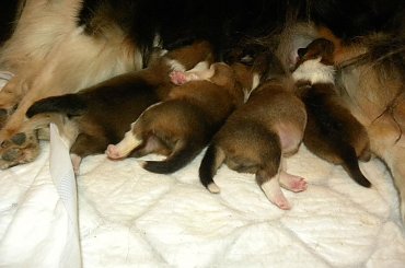 szczenięta urodzone 24.02.2014 #DomiPearl #OwczarekSzetlandzki #OwczarkiSzetlandzkie #sheltie