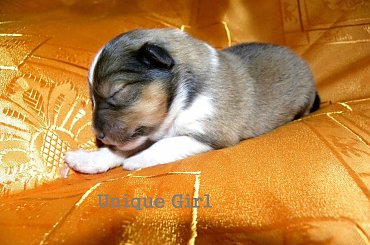 Domi Pearl miot U owczarek szetlandzki #OwczarekSzetlandzki