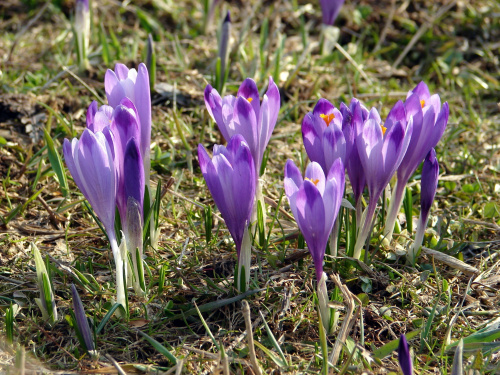 Wiosna w Tatrach i na Podtatrzu #krokusy #Tatry #Wiosna #Zakopane