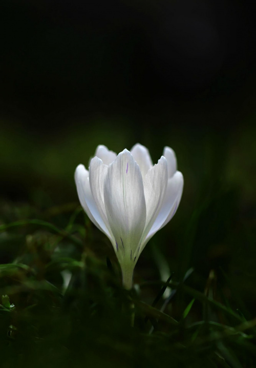 Biały Krokus #krokus #biały #wiosna #kwiat