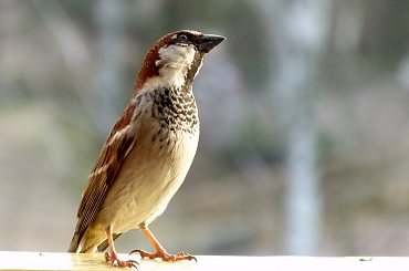 dziękuję Wam wszystkim, którzy mimo mojej długiej nieobecności tutaj, pamiętają o mnie :) jesteście KOCHANI !!! **** ulub. inka47 **** #NaBalkonie #ptaki #wiosna #wróble