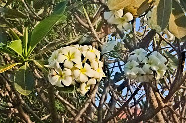 Kwitnący fikus #kwiat #fikus #drzewo #tajlandia