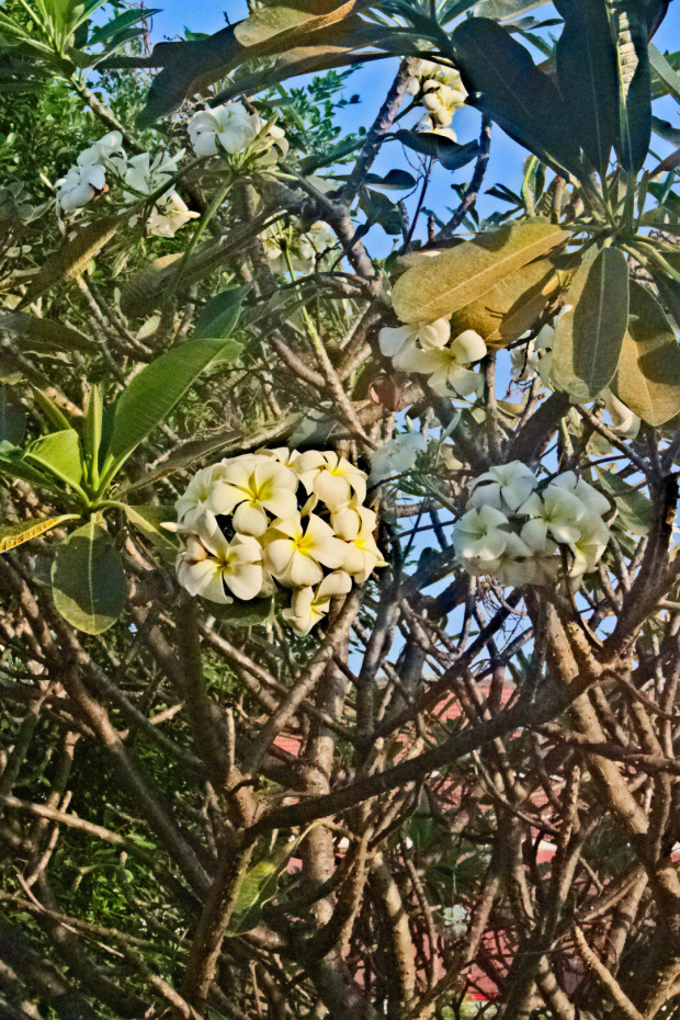 Kwitnący fikus #kwiat #fikus #drzewo #tajlandia