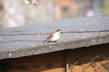 Pałac, Moszna, konie, inne, #inne #konie #Moszna