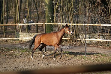 Pałac, Moszna, konie, inne, #inne #konie #Moszna