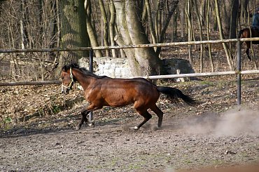 Pałac, Moszna, konie, inne, #inne #konie #Moszna