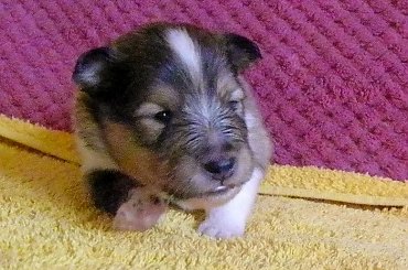 #OwczarekSzetlandzki #OwczarkiSzetlandzkie #sheltie #szetlandy