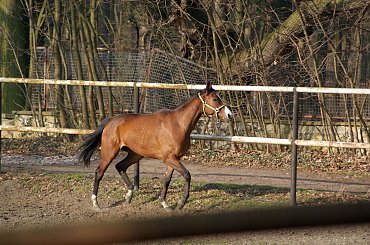 Pałac, Moszna, konie, inne, #inne #konie #Moszna