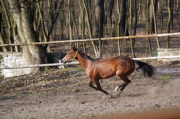 Pałac, Moszna, konie, inne, #inne #konie #Moszna