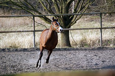 Pałac, Moszna, konie, inne, #inne #konie #Moszna