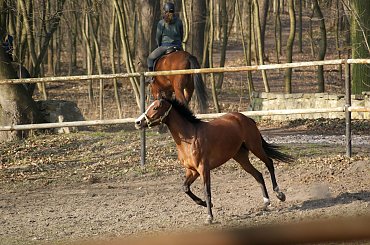 Pałac, Moszna, konie, inne, #inne #konie #Moszna