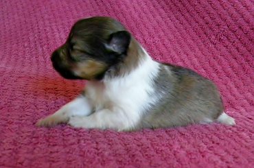 #OwczarekSzetlandzki #OwczarkiSzetlandzkie #sheltie #szetlandy