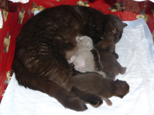 Strefa Mruku*PL kocięta miot "A", db 13.03.2014 #BritishShorthairChocolateLilac