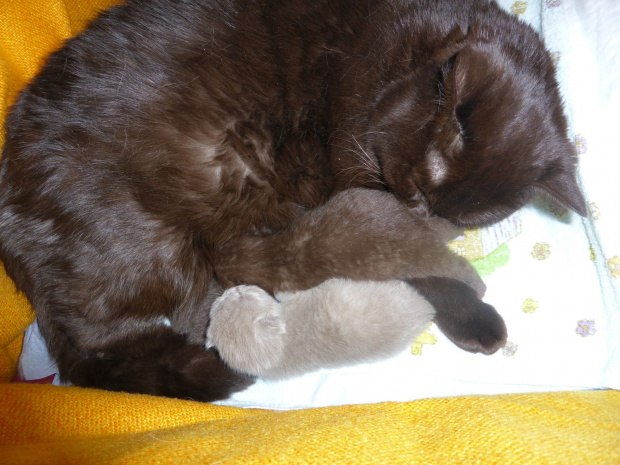 Strefa Mruku*PL kocięta miot "A", db 13.03.2014 #BritishShorthairChocolateLilac