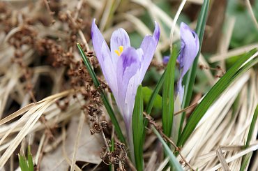 Krokusy wiosną 2014 #krokusy #wiosna
