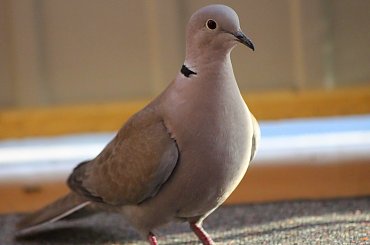 jeszcze krok i będę w pokoju ... :))) **** ulub. gonzki; Marcin033 **** #cukrówki #gołębie #NaBalkonie #ptaki #wiosna #sierpówki