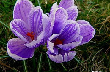 sezon w ogródku rozpoczęty ... :)) #kwiaty #OgródWiosna #krokusy