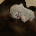 British Shorthair Cattery Strefa Mruku*PL