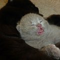 British Shorthair Cattery Strefa Mruku*PL